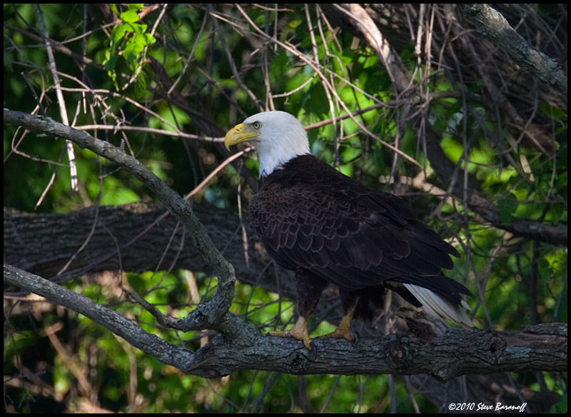 _0SB0770 american bald eagle.jpg